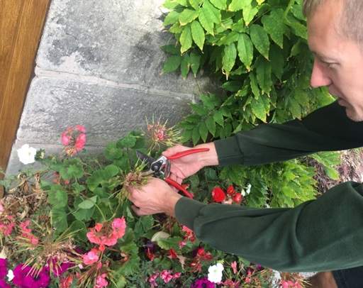 Dead heading flowers in pots by door